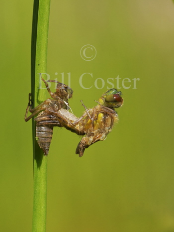 Four-spotted Chaser lift