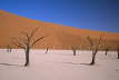 Dead Vlei