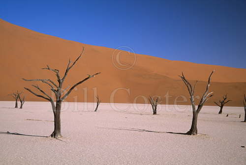 Dead Vlei