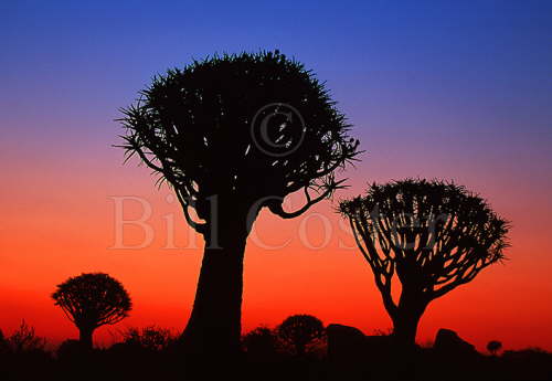 Quiver Tree Sunset