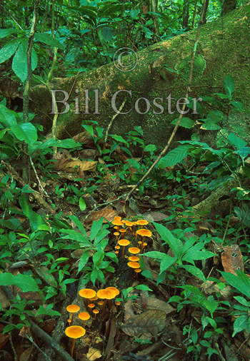 Rainforest Fungi