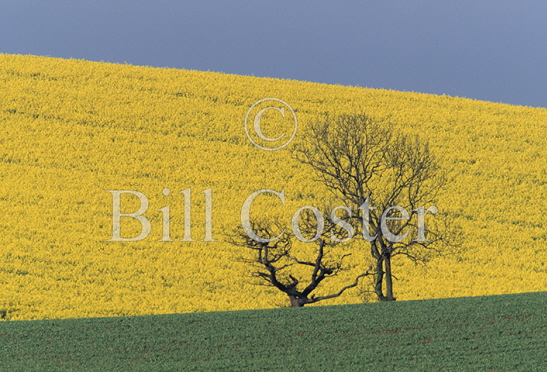 Rapeseed Field