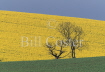 Rapeseed Field