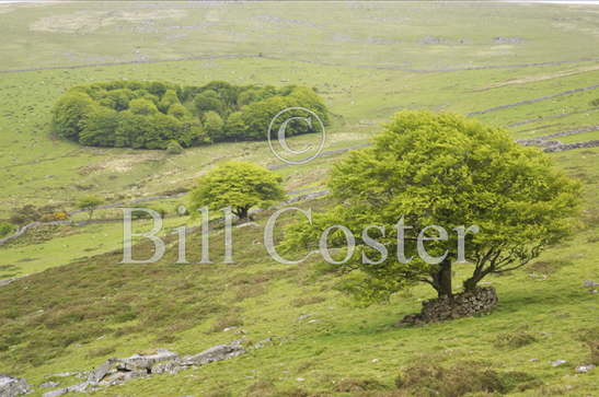 Roundwood from Bagga Tor