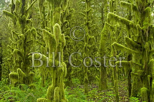Moss Covered Forest