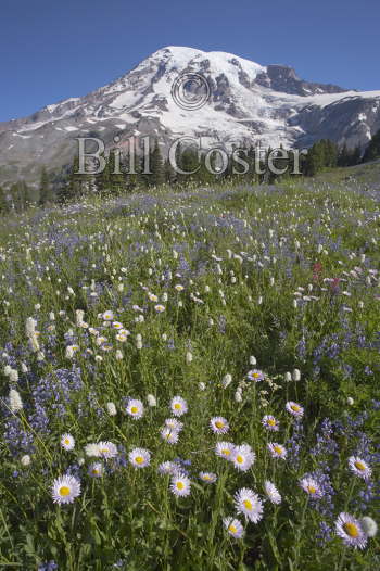 Mount Rainier Flowers