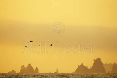Pelicans and Sea Stacks