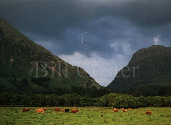 Highland Cattle Glen Coe