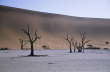 Dead Vlei