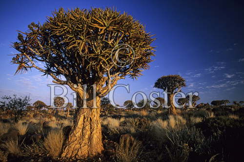 Quiver Tree Forest