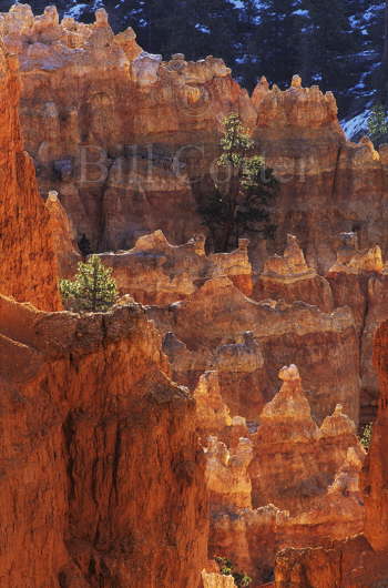 Bryce Canyon Detail