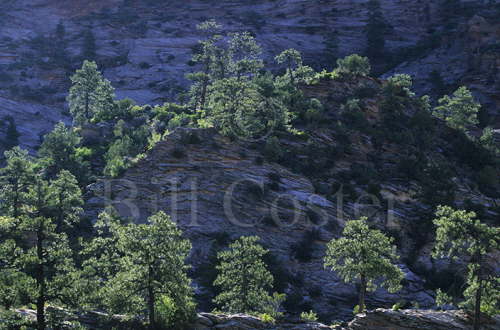 Backlit Trees - Zion National Park