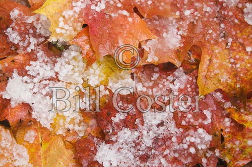 Maple Leaves and Hailstones