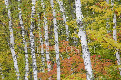 Maples and Birches