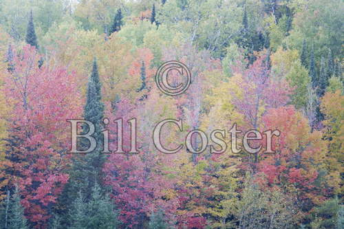 Fall Colour and Conifers