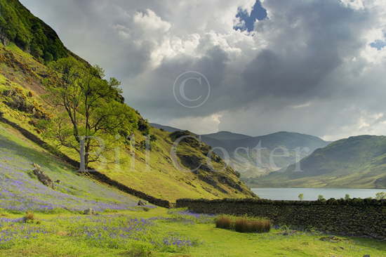 Bluebells Lake District