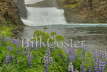 Hjalparfoss Waterfall & Lupins