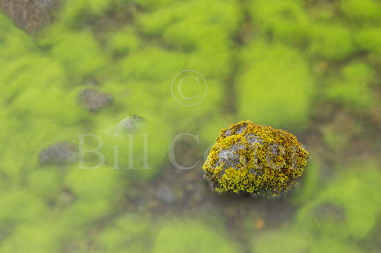 Mossy Stone in Lake Thingvallavatn