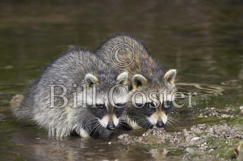 Younf Racoons Crabbing