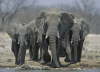 Elephants Approaching Waterhole