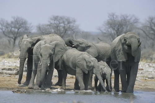 Elephants at Waterhole