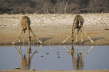 Giraffe Drinking