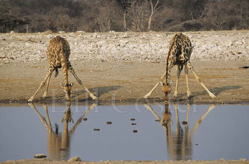 Giraffe Drinking