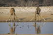 Giraffes Drinking at Waterhole