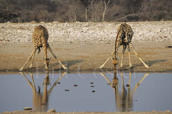 Giraffes Drinking at Waterhole