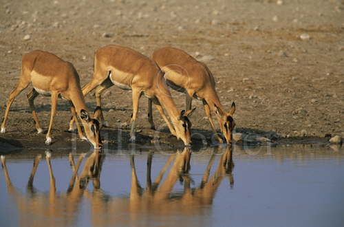 Impala Drinking