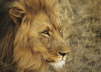 Male Lion