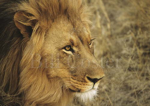 Male Lion