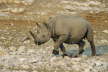 Black Rhino Running