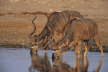 Adult Male Kudu Drinking