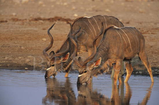 Adult Male Kudu Drinking