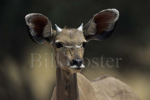 Young Kudu