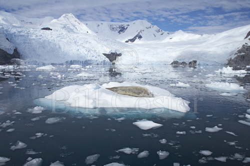 Crabeater Seal on Ice Floes