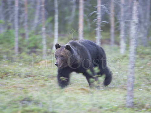 Brown Bear Running