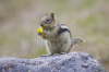 Golden Mantled Ground Squirrel feeding
