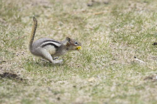 Golden Mantled Ground Squirrel running