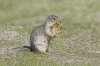 Columbian Ground Squirrel eating