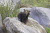 Black Bear Cubs playfighting