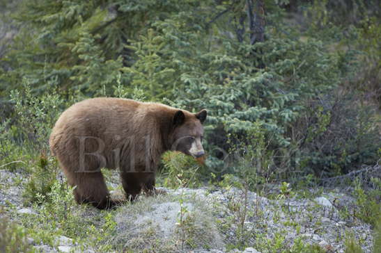 Black Bear