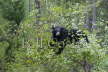 Black Bear in Tree Eating Berries