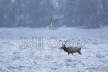 Elk Stag in Snow