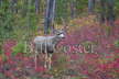White-tailed Deer and Autumn Colour