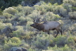 Elk Stag