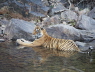 Bengal Tiger female bathing