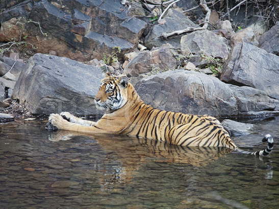 Bengal Tiger female bathing