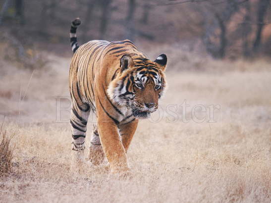 Bengal Tiger Male